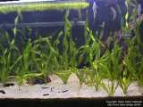 128 liter with fish and plants