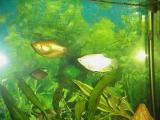 Gourami