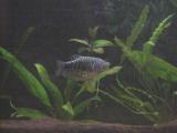 Gourami