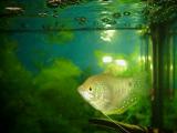 Gourami