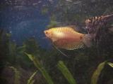 Gourami