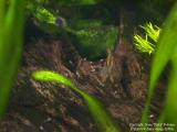 Apistogramma cacatuoides and fry