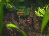 Apistogramma cacatuoides and fry