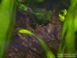 Apistogramma cacatuoides and fry