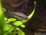 Female apistogramma cacatuoides