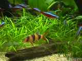 A Clown loach