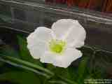 Echinodorus Schluteri with flower