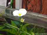 Echinodorus Schluteri with flower