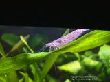 Caridina Japonica