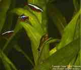 Otocinclus affinis