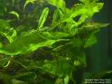 Java Fern